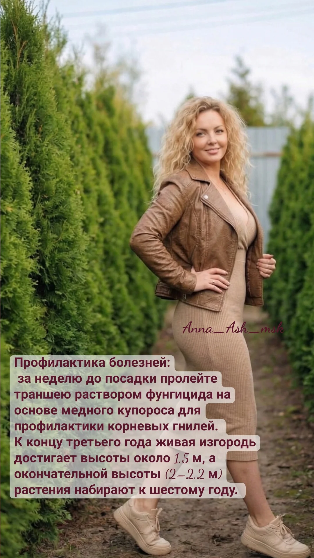 Живая изгородь. Забор из туй Смарагд/Брабант - миниатюра 5