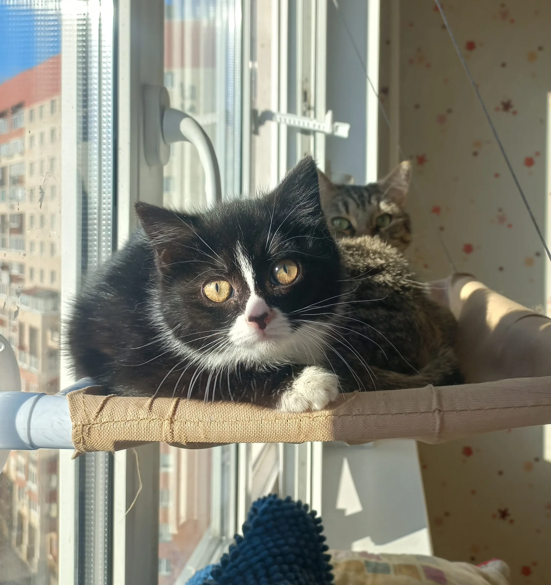 Котёнок в добрые руки - изображение 1