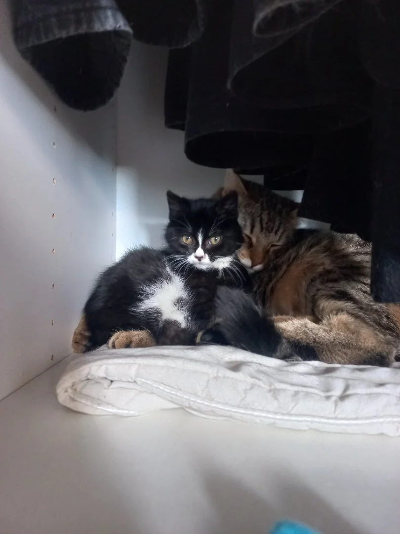 Котёнок в добрые руки - миниатюра 2
