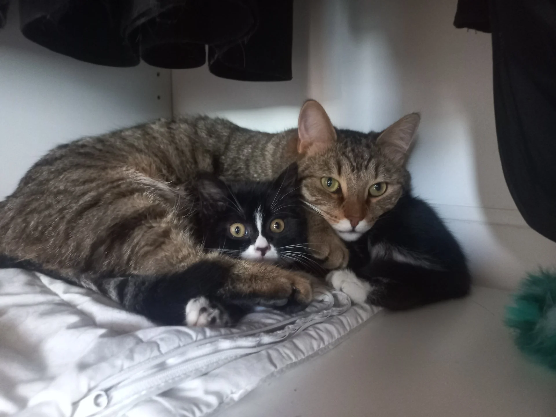 Котёнок в добрые руки - миниатюра 3