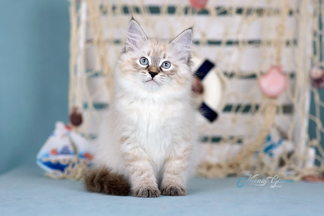 Невский маскарадный котёнок - миниатюра 2