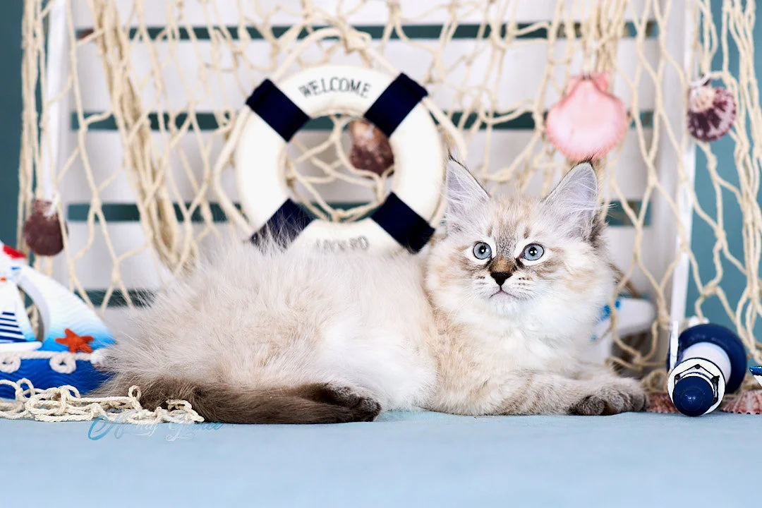 Невский маскарадный котёнок - миниатюра 3