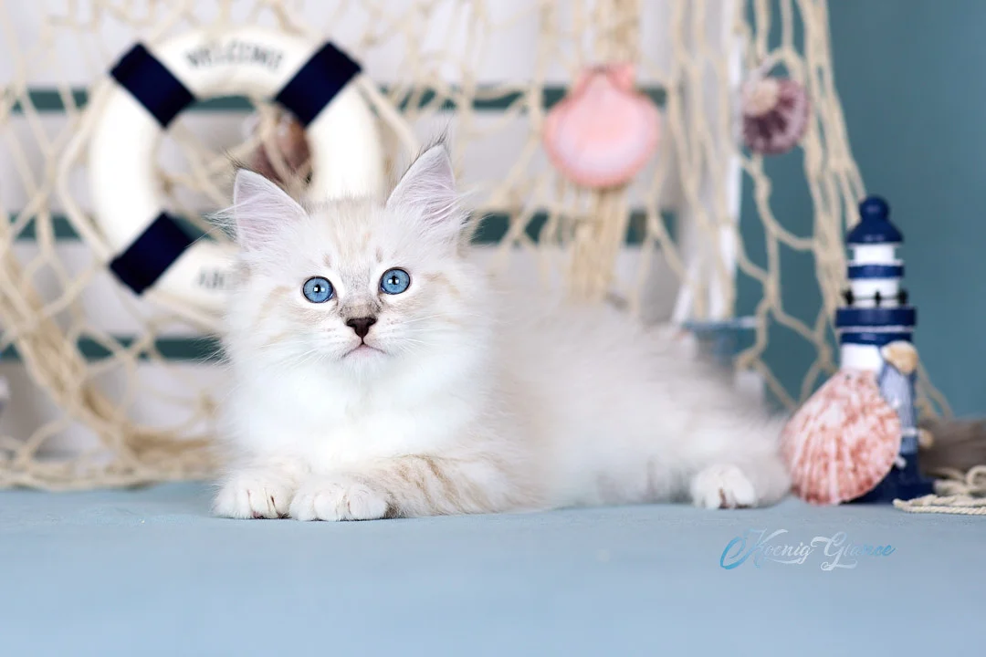 Невский маскарадный котёнок - изображение 1