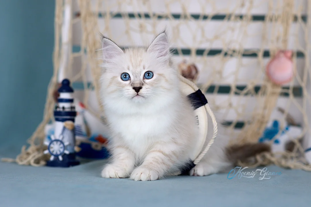Невский маскарадный котёнок - миниатюра 7