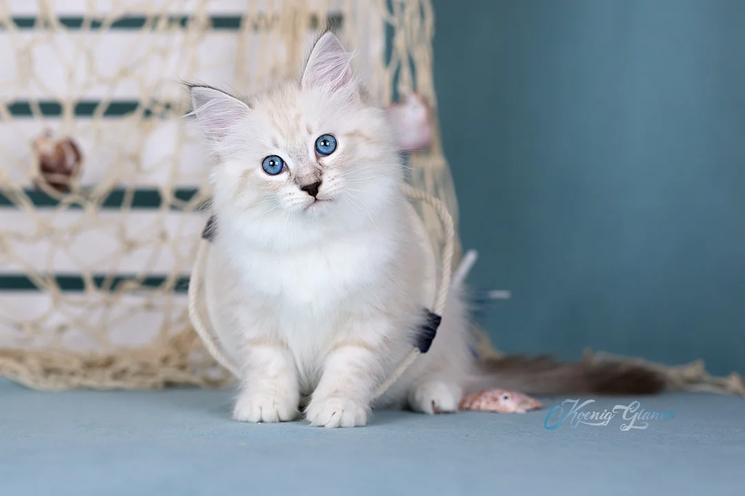 Невский маскарадный котёнок - миниатюра 8