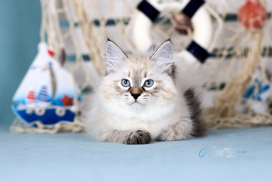 Невский маскарадный котёнок - миниатюра 11
