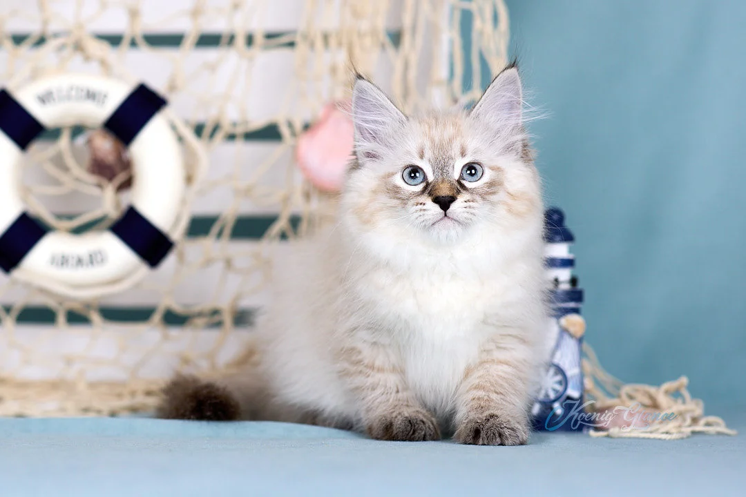 Невский маскарадный котёнок - миниатюра 12