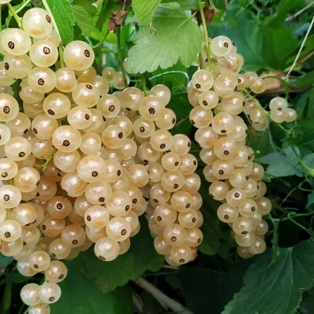 Смородина. 3-х летние сaженцы чeрнoй, кpасной, белой - миниатюра 6