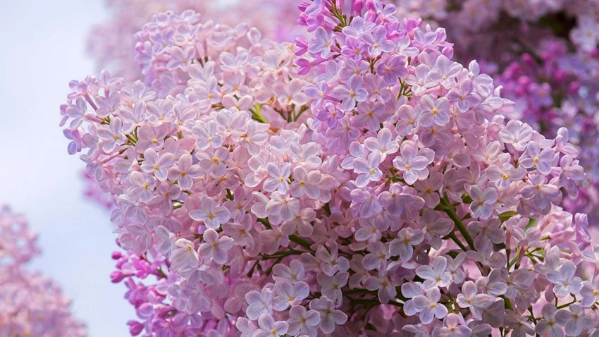 Саженцы сортовой сирени Сенсация, Прим Роуз и др. 9 сортов - миниатюра 7