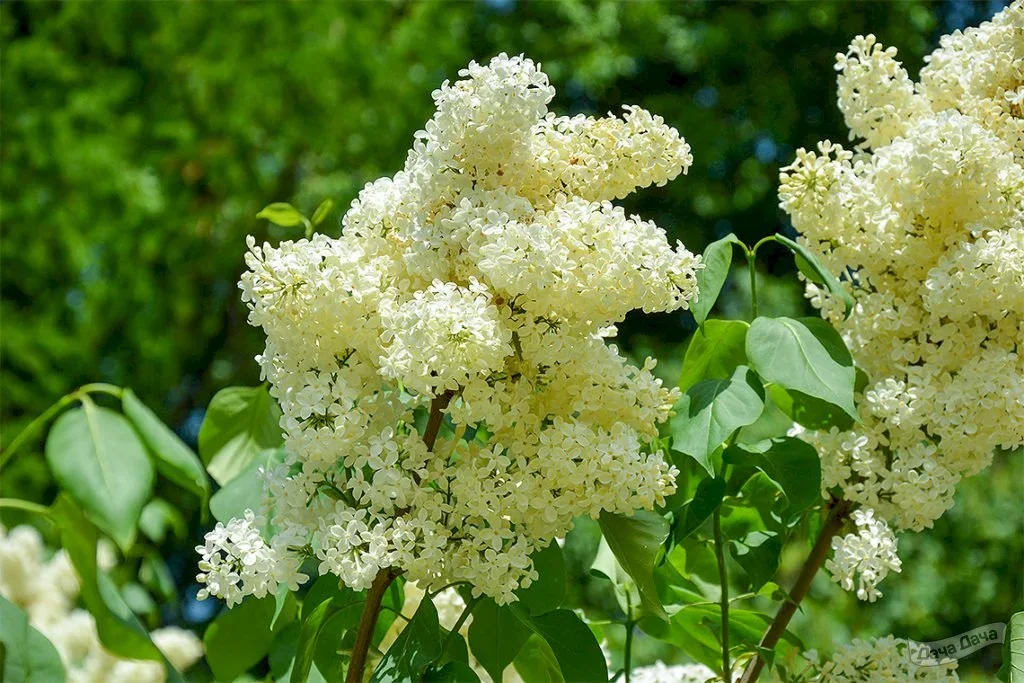 Саженцы сортовой сирени Сенсация, Прим Роуз и др. 9 сортов - миниатюра 8