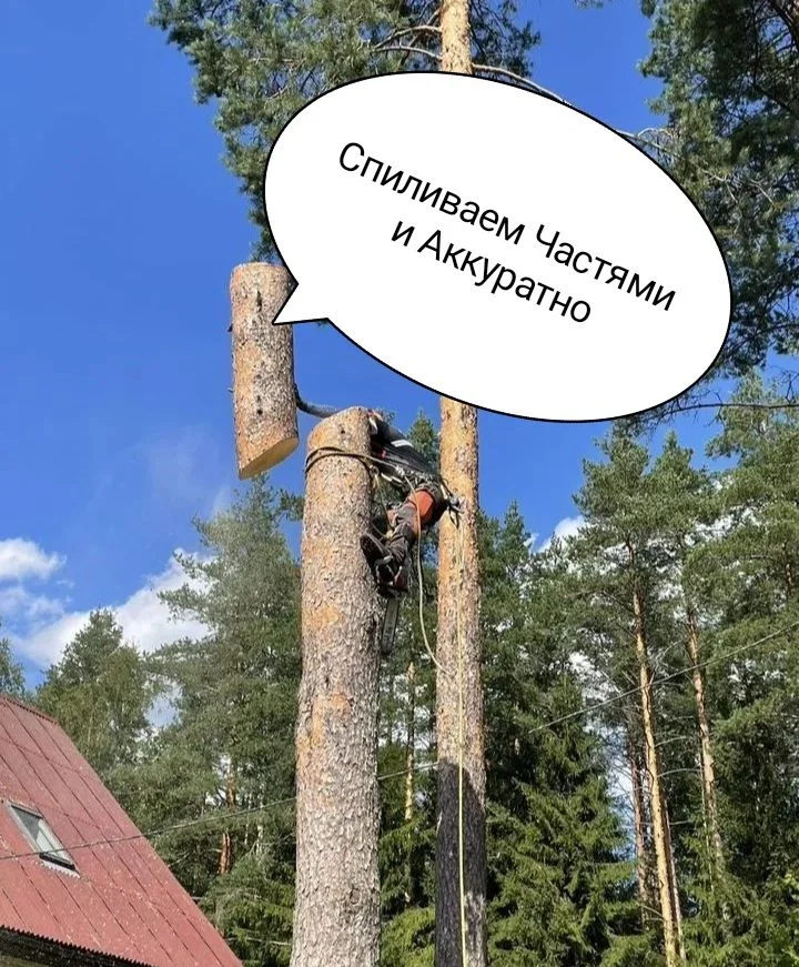 Спил деревьев дробление веток - миниатюра 2