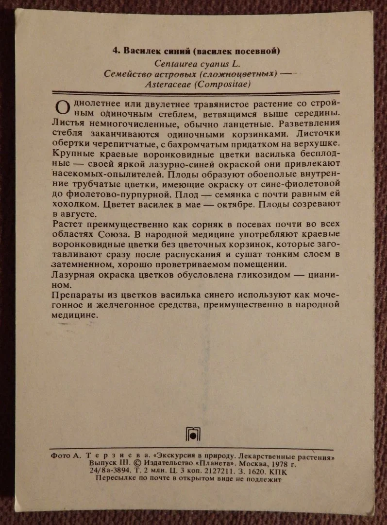 Открытка. Васильки. Цветы. 1978 год - миниатюра 2