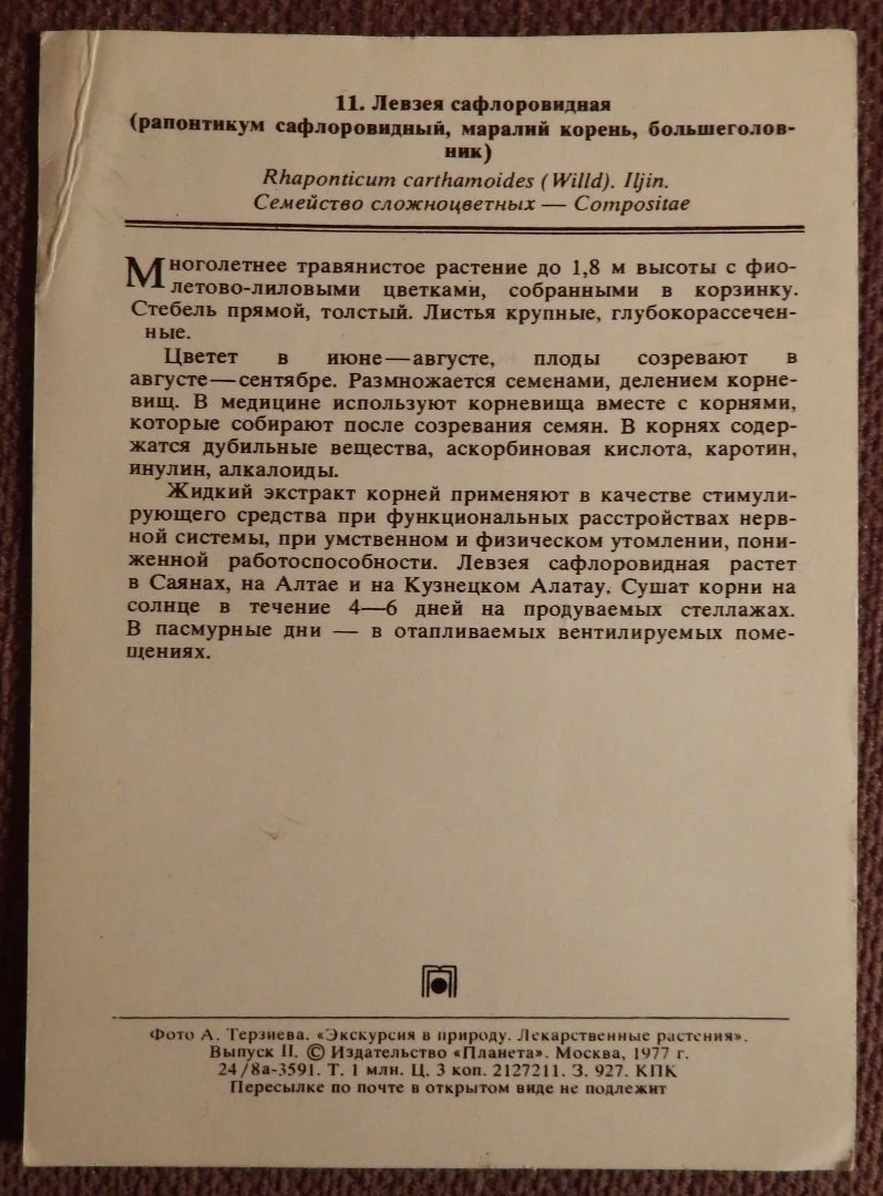 Открытка. Левзея. Цветы. 1977 год - миниатюра 2