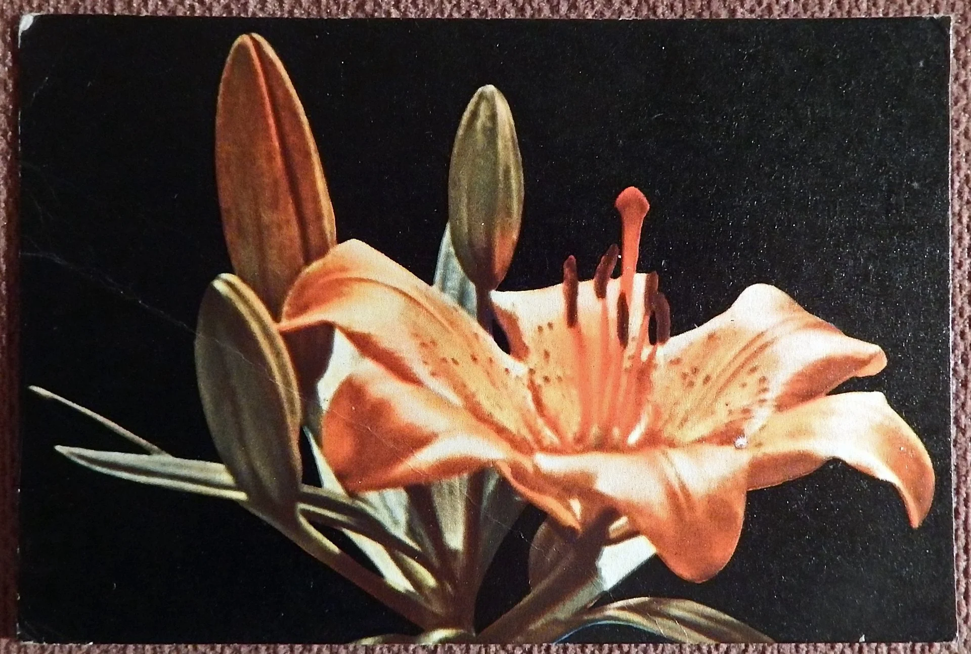 Открытка. Красная лилия. Цветы. 1965 год - изображение 1