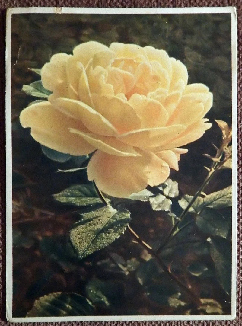 Открытка. Роза желтая. Цветы. 1950-60-е годы - изображение 1