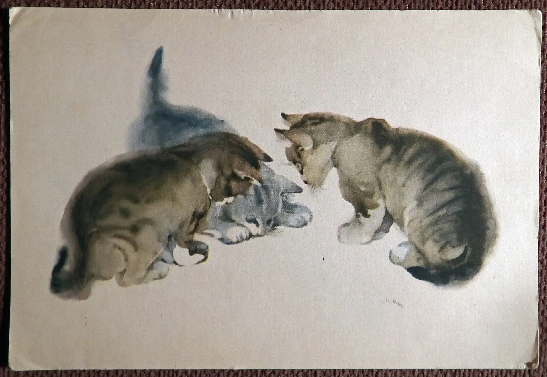 Открытка. Мыслина. Котята. 1965 год - изображение 1