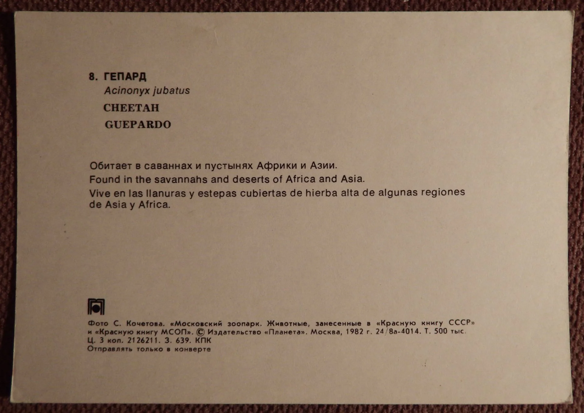 Открытка. Гепард. 1982 год - миниатюра 2
