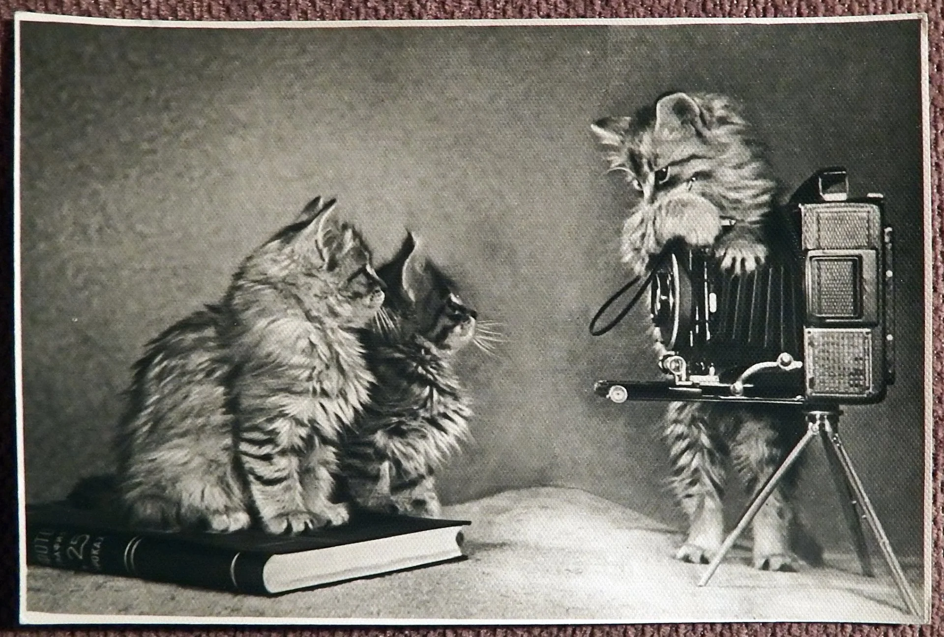 Открытка. Котята. Фотоаппарат. 1956 год - изображение 1