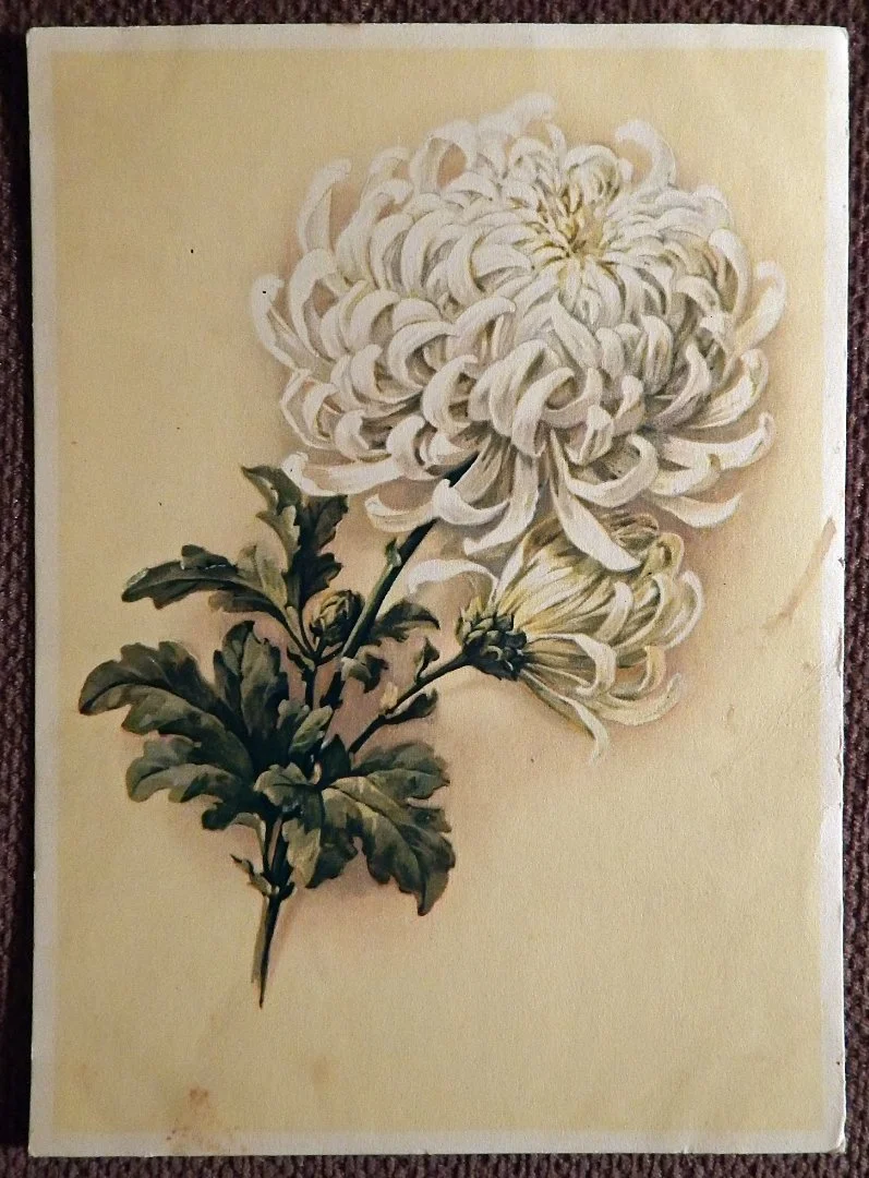 Открытка. Хризантема. Цветы. 1950-е годы - изображение 1