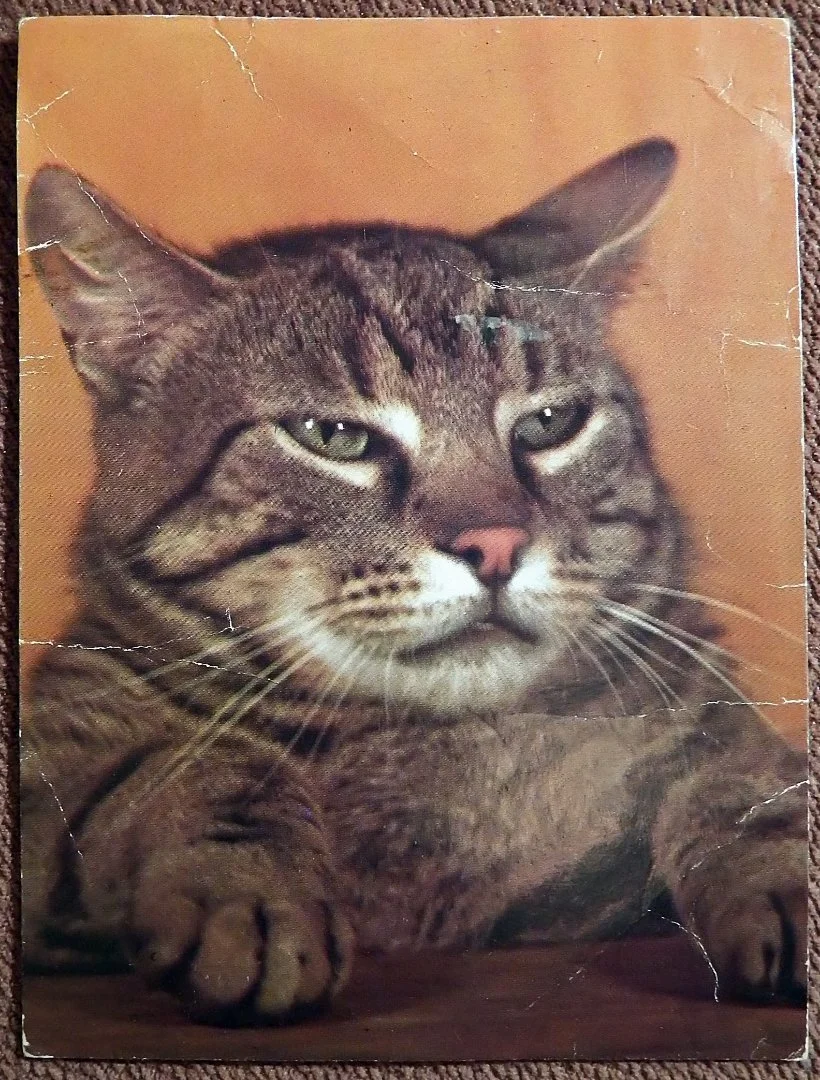 Открытка. Кот полосатый. Польша. 1983 год - изображение 1