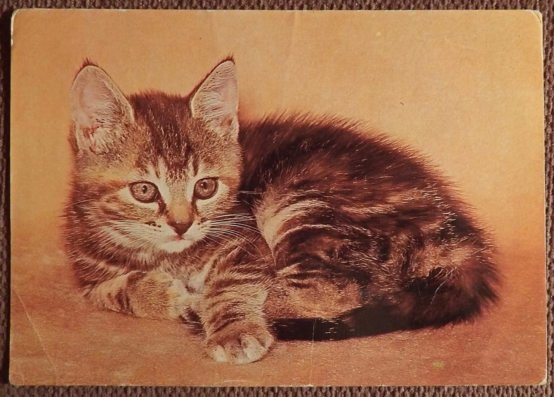 Открытка. Котенок. ГДР. 1970-е годы - изображение 1