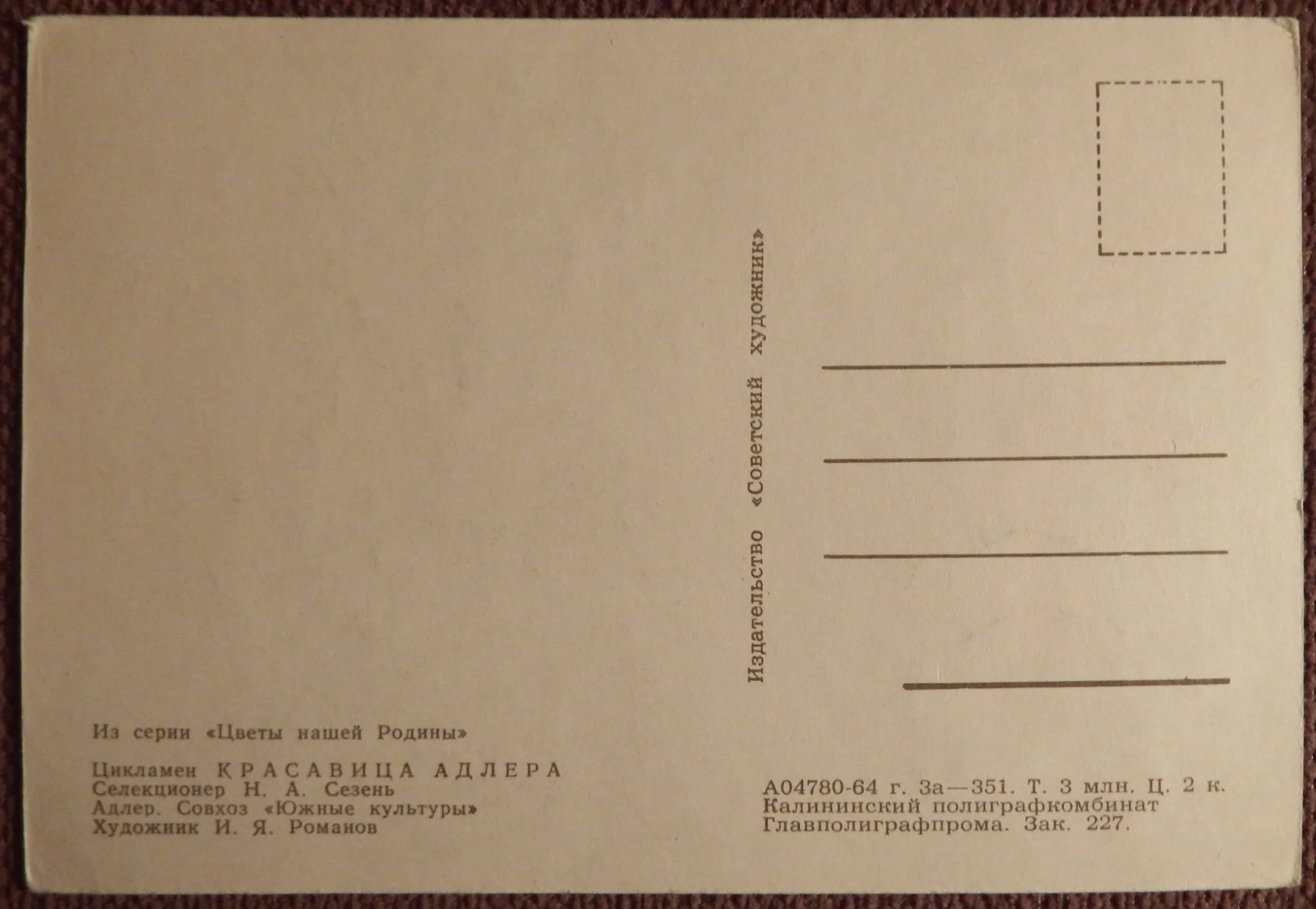 Открытка. Худ. Романов. Цикламен Красавица Адлера. Цветы. 1964 год - миниатюра 2