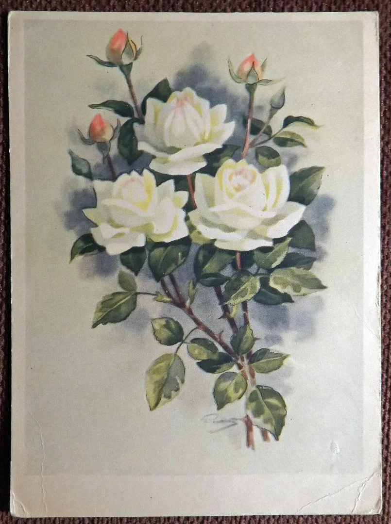 Открытка. Худ. Романов. Роза Аэлита. Цветы. 1964 год - изображение 1