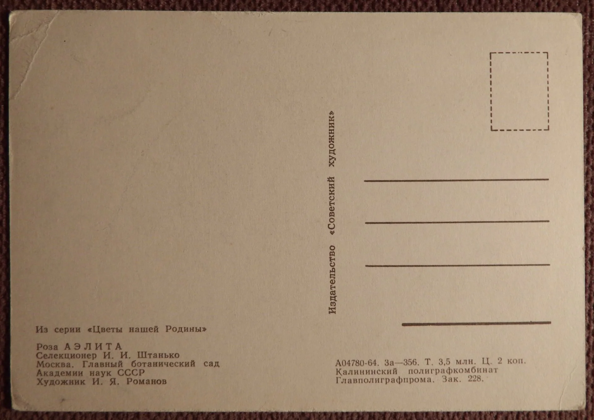 Открытка. Худ. Романов. Роза Аэлита. Цветы. 1964 год - миниатюра 2