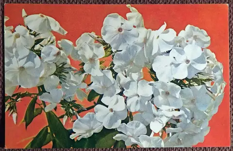 Открытка. Флоксы. Сорт Эльбрус. Цветы. 1977 год