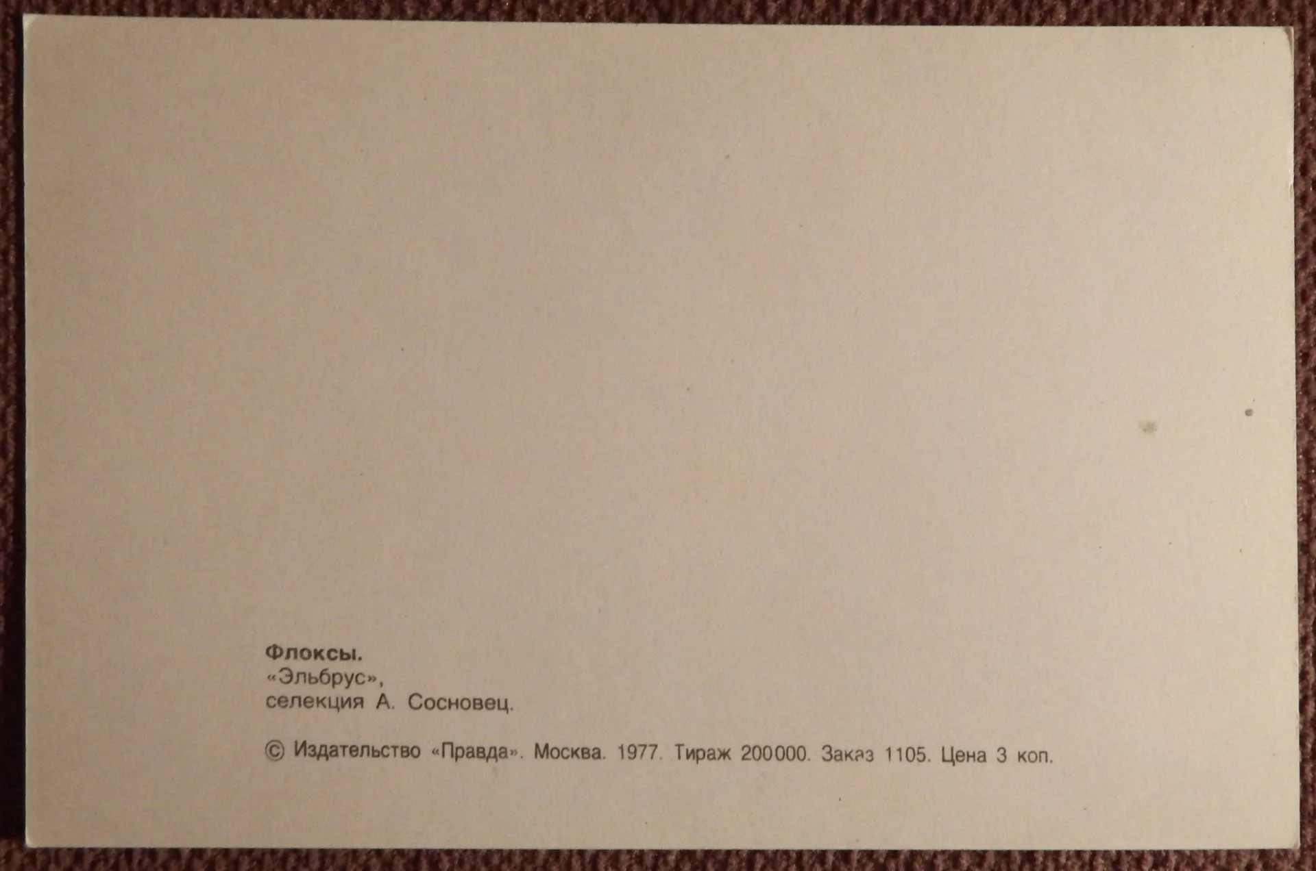 Открытка. Флоксы. Сорт Эльбрус. Цветы. 1977 год - миниатюра 2