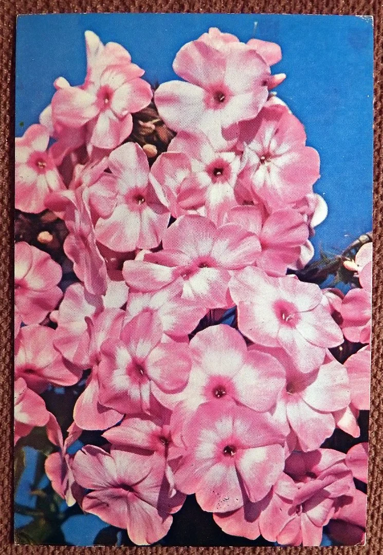 Открытка. Флоксы. Сорт Юность. Цветы. 1977 год - изображение 1