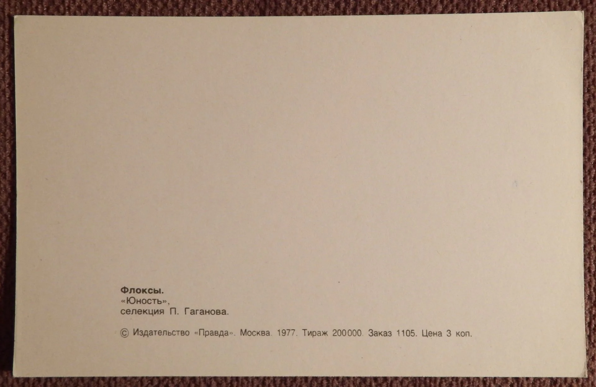 Открытка. Флоксы. Сорт Юность. Цветы. 1977 год - миниатюра 2