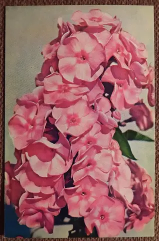 Открытка. Флоксы. Сорт Оленька. Цветы. 1977 год