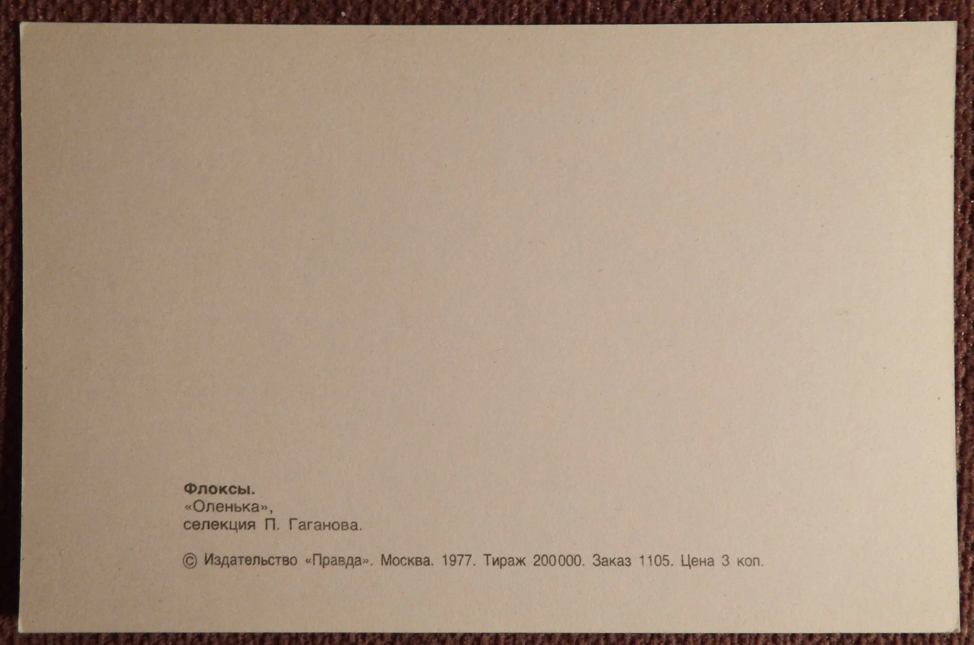 Открытка. Флоксы. Сорт Оленька. Цветы. 1977 год - миниатюра 2
