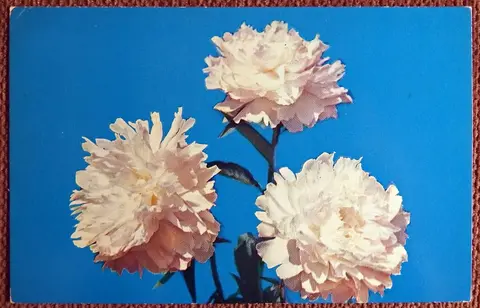 Открытка. Пион травянистый. Сорт Галина Уланова. Цветы. 1977 год