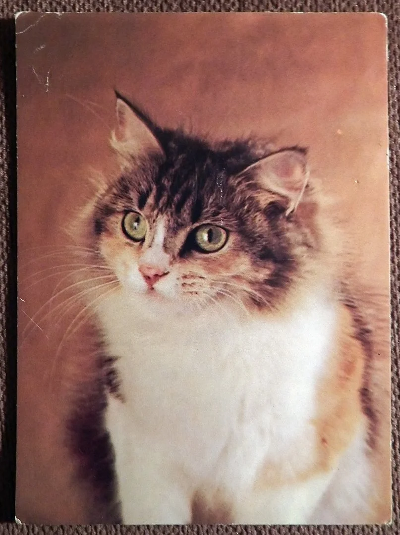 Открытка. Кот Барсик. 1989 год - изображение 1