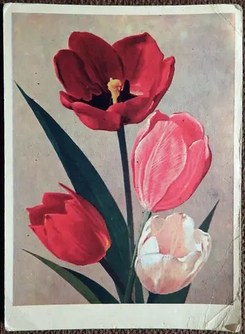 Открытка. Худ. Ряховский. Тюльпаны. Цветы. 1974 год