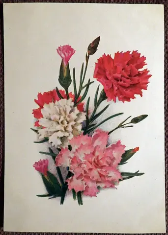 Открытка. Худ. Колганов. Гвоздики. Цветы. 1974 год