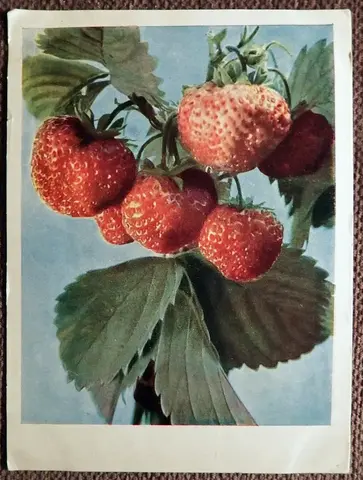 Открытка. Клубника. 1962 год