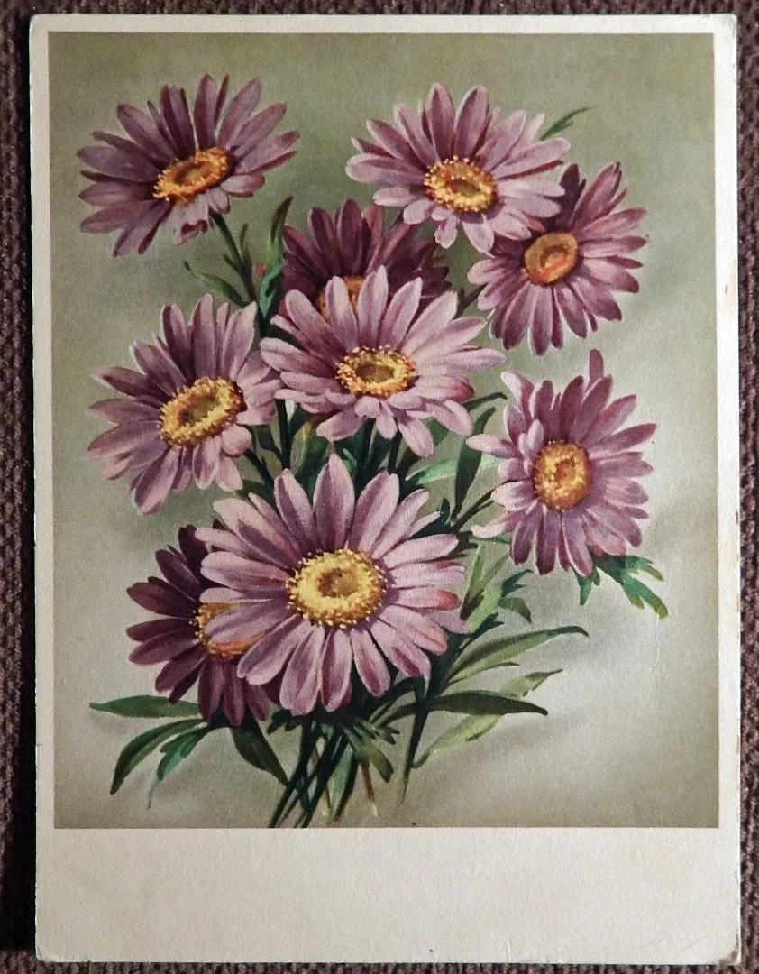 Открытка. Хризантемы. Цветы. ГДР. 1950-е годы - изображение 1