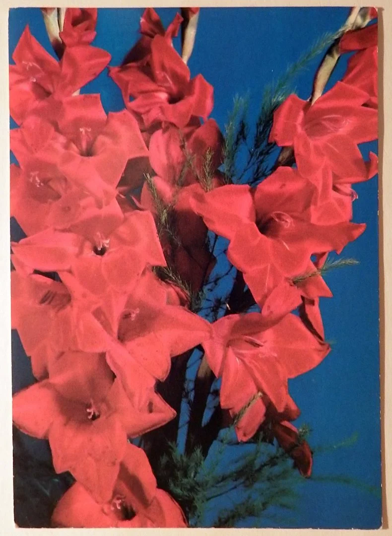 Открытка. Гладиолусы. Цветы. 1990 год - изображение 1