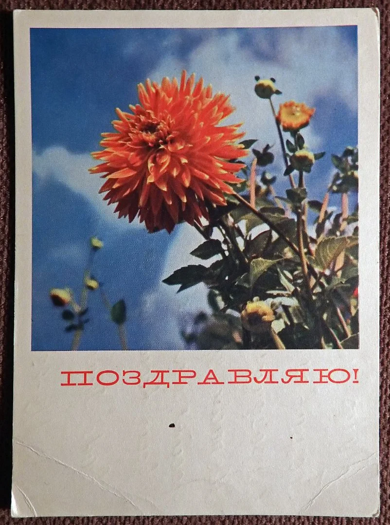 Открытка. Анфингер. Поздравляю. Цветы. 1968 год - изображение 1