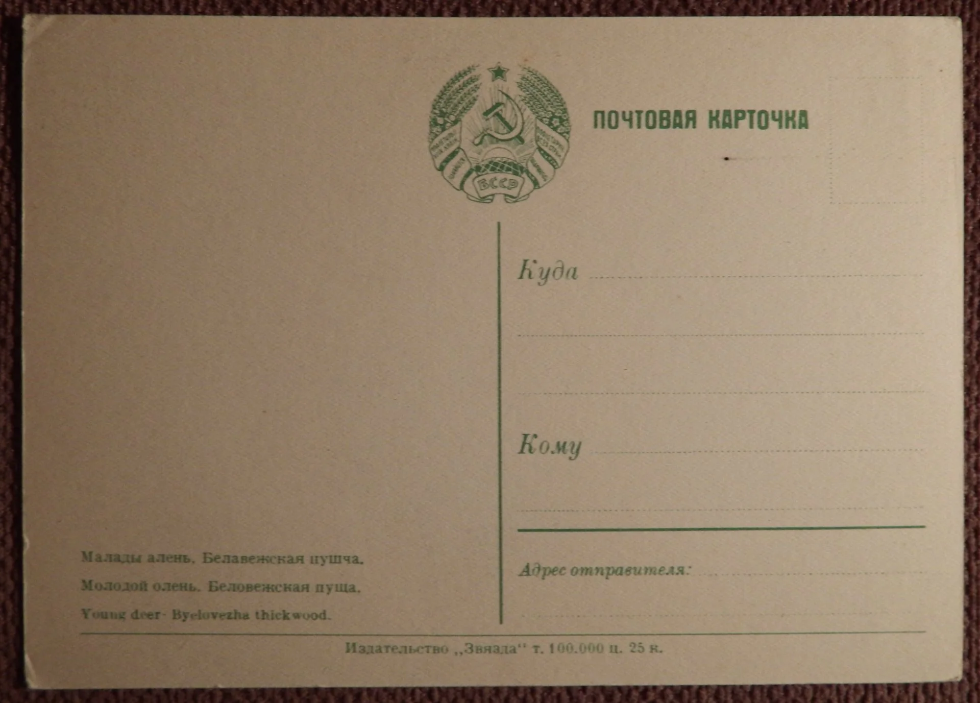 Открытка. Беловежская пуща. Молодой олень. 1950-е годы - миниатюра 2