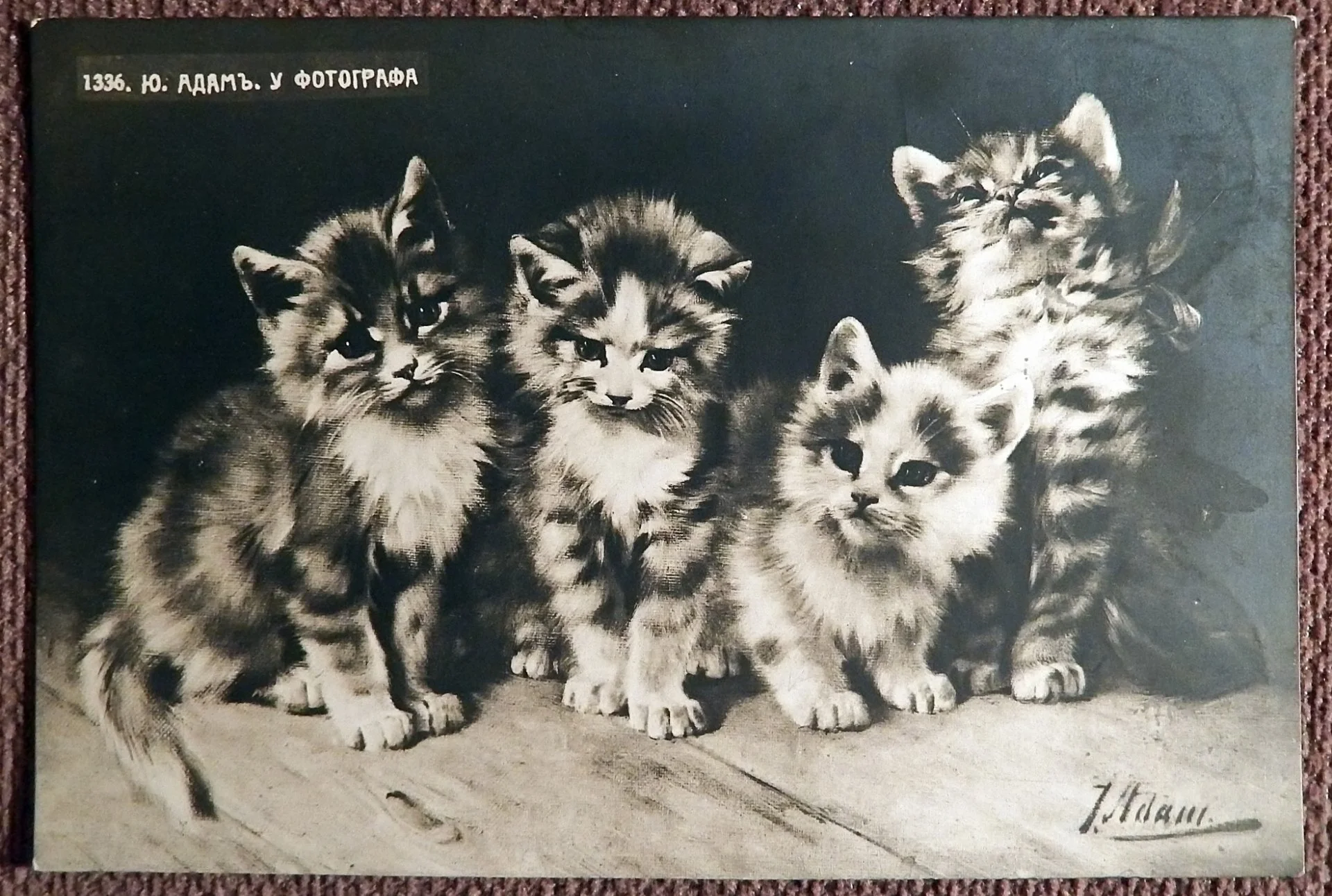 Антикварная открытка. Адам. У фотографа. Котята - изображение 1