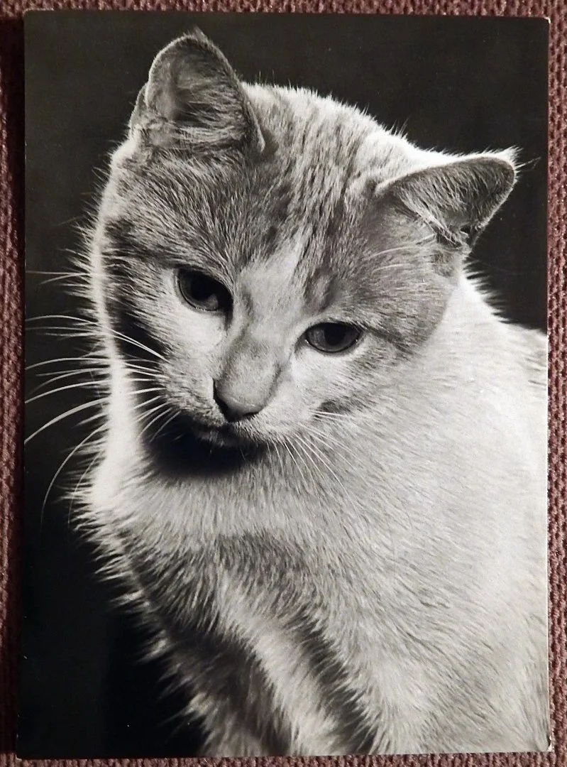 Открытка 2. Кот. Кошка. Прага. Чехословакия. 1960-е годы - изображение 1