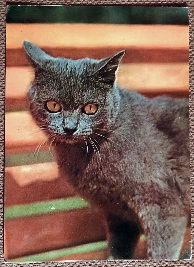 Открытка. Кот. Кошка. 1970-е годы - изображение 1