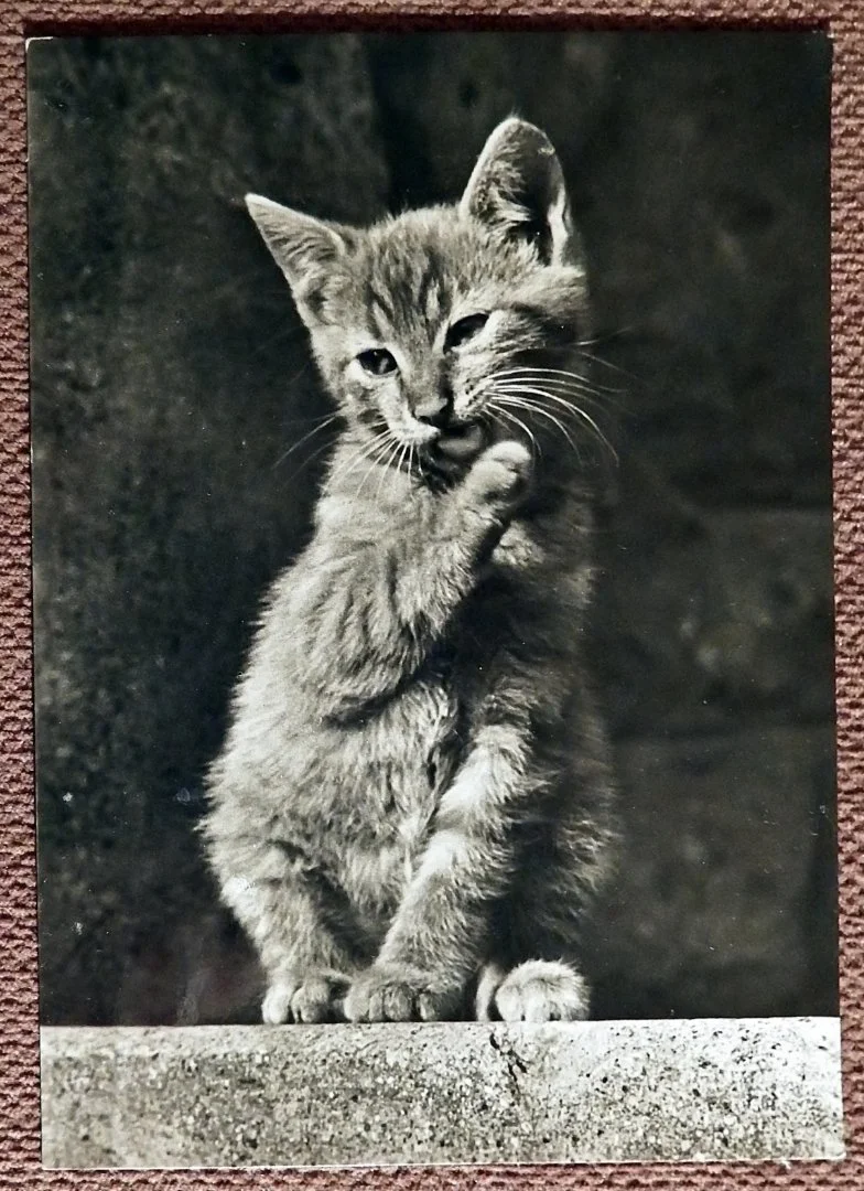 Открытка 4. Кот. Кошка. Прага. Чехословакия. 1960-е годы - изображение 1