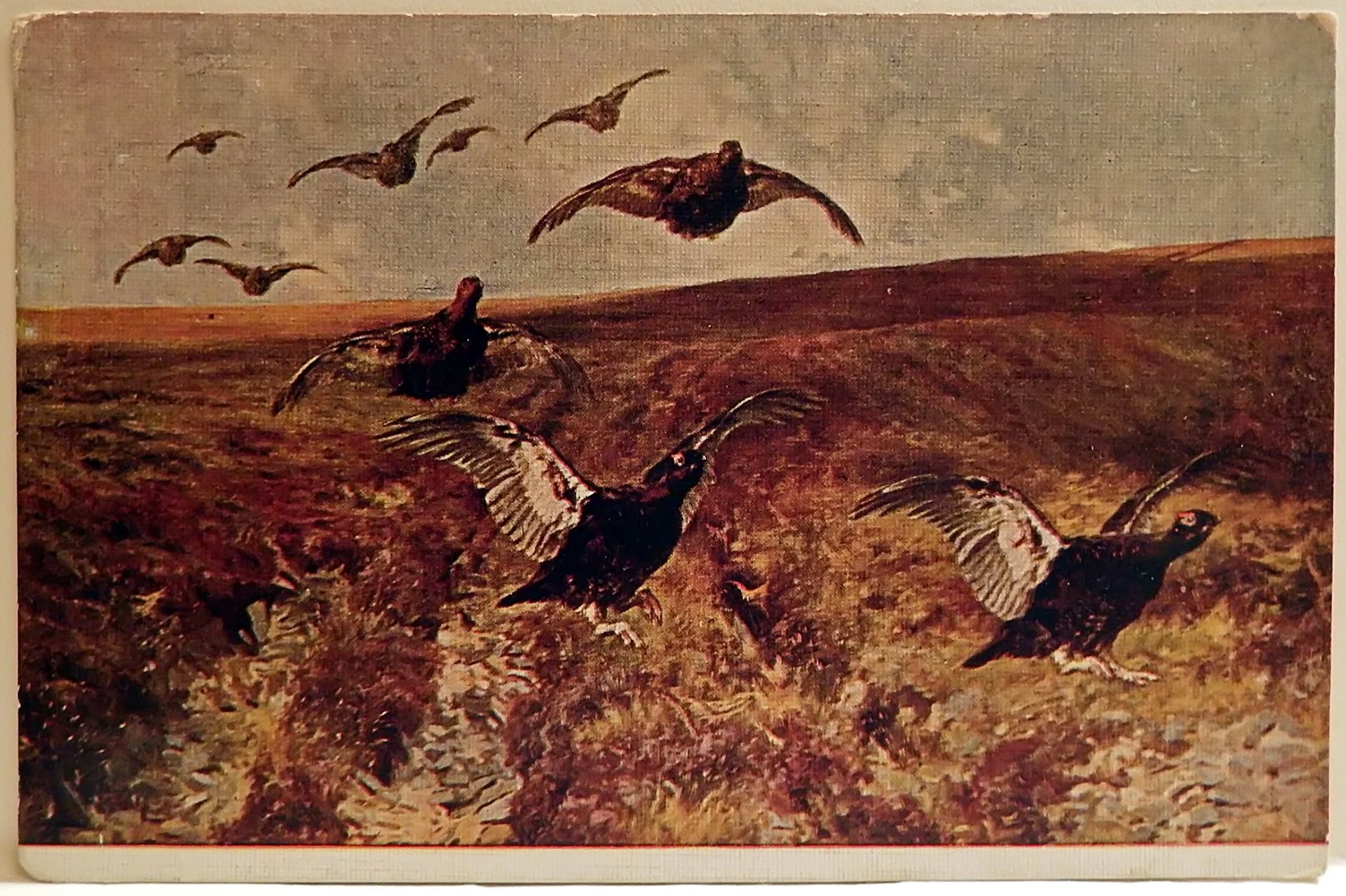 Открытка. Блинкс. Шотландские граусы. Живопись. 1930-е годы - изображение 1