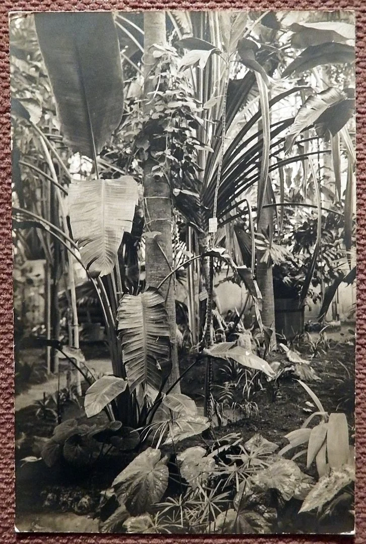 Открытка. Ботанический сад Академии наук СССР. 1920-е годы - изображение 1