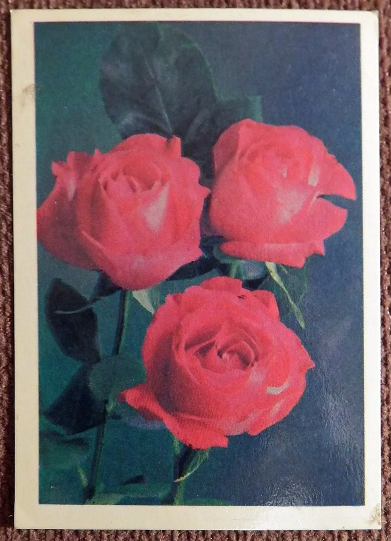Карманный календарь. Розы. Цветы. 1987 год - изображение 1